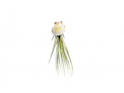 39609 musle s tillandsii juncea