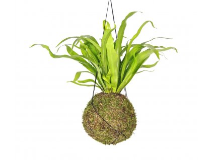 Kokedama Asplenium Antiqum (L)  Sleziník