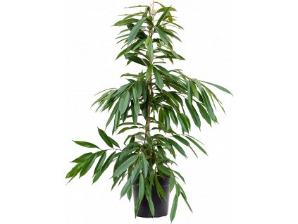 Ficus amstel king, průměr 27 cm  Fíkovník