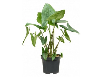 Alocasia Zebrina, průměr 32 cm  Alokásie,  Alokázie