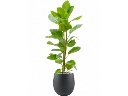 40194 1 ficus altissima yellow gem v obalu grigio substrat vulkastrat prumer 30 cm