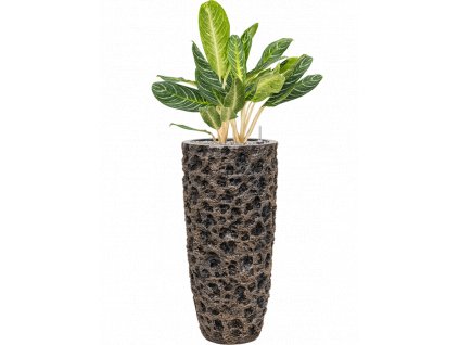 40215 1 aglaonema key lime v obalu baq luxe lite universe moon substrat vulkastrat prumer 33 cm