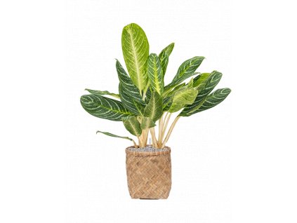 40221 1 aglaonema key lime v obalu bohemian substrat vulkastrat prumer 31 cm