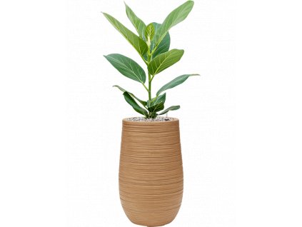 40239 1 ficus benghalensis audrey v obalu baq dune substrat vulkastrat prumer 25 cm