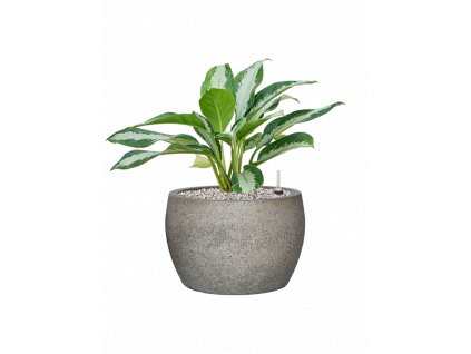 40245 1 aglaonema diamond bay v obalu cement stone substrat vulkastrat prumer 32 cm