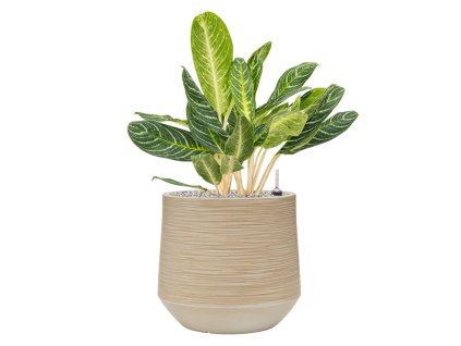 40248 1 aglaonema key lime v obalu baq dune substrat vulkastrat prumer 41 cm