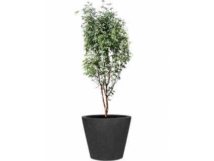 40290 1 acer griseum v obalu granite substrat prumer 50 cm