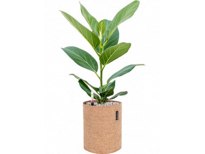 40341 1 ficus benghalensis audrey v obalu lechuza trendcover 23 cork substrat vulkastrat prumer 23 cm