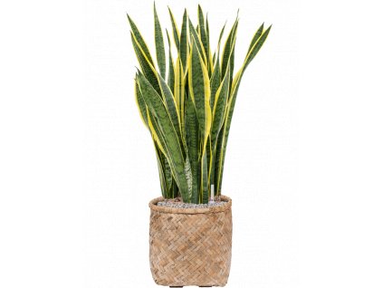 40356 1 sansevieria trifasciata laurentii v obalu bohemian substrat vulkastrat prumer 37 cm