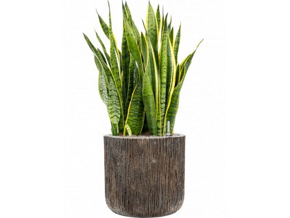 40368 1 sansevieria trifasciata laurentii v obalu baq luxe lite universe substrat vulkastrat prumer 40 cm