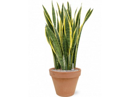 40383 1 sansevieria trifasciata laurentii v obalu terra cotta substrat vulkastrat prumer 40 cm