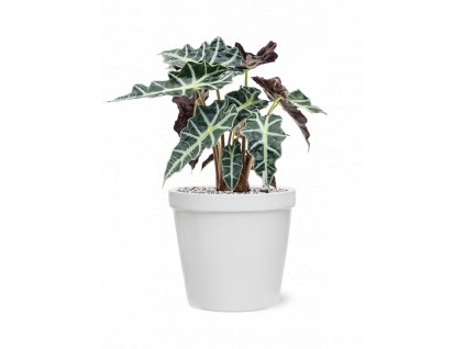 40398 1 alocasia polly v obalu feliz substrat vulkastrat prumer 25 cm