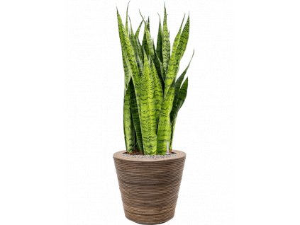40413 1 sansevieria zeylanica v obalu drypot rattan stripe substrat vulkastrat prumer 38 cm