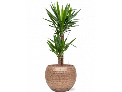 40434 1 yucca elephantipes v obalu baq opus hammered hydroponie prumer 40 cm