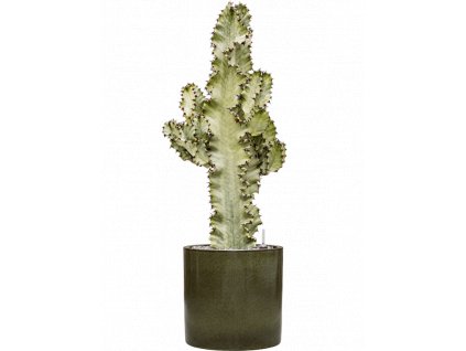 40458 1 euphorbia ingens marmorata v obalu cylinder substrat vulkastrat prumer 30 cm