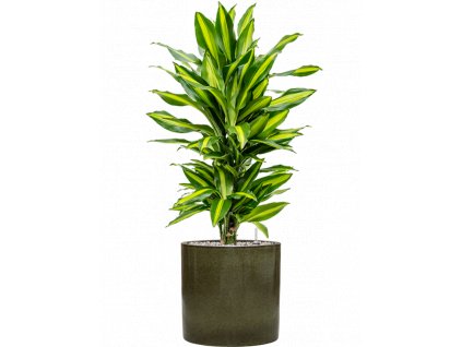 40494 1 dracaena fragrans cintho v obalu cylinder substrat vulkastrat prumer 30 cm