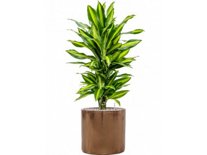 40497 1 dracaena fragrans cintho v obalu cylinder substrat vulkastrat prumer 30 cm