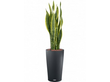 40548 1 sansevieria trifasciata laurentii v obalu lechuza cilindro 23 hydroponie prumer 23 cm