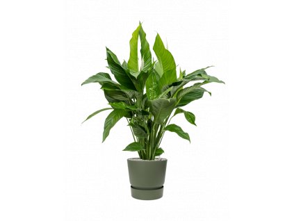 40554 1 spathiphyllum sweet lauretta v obalu greenville substrat vulkastrat prumer 30 cm