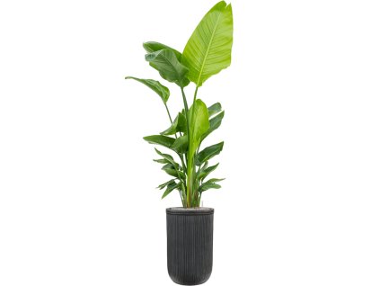 40599 1 strelitzia nicolai v obalu baq vertical rib substrat vulkastrat prumer 37 cm