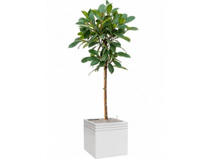 40659 1 ficus cyathistipula v obalu baq line up substrat vulkastrat prumer 48 cm