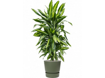 40665 1 dracaena fragrans cintho v obalu greenville substrat vulkastrat prumer 30 cm