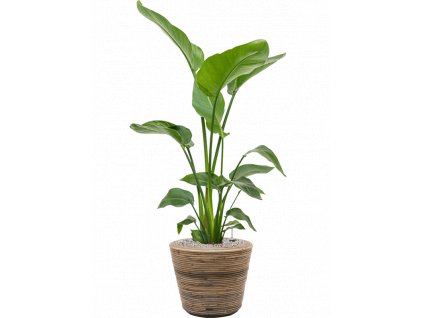 40668 1 strelitzia nicolai v obalu drypot rattan stripe substrat vulkastrat prumer 33 cm