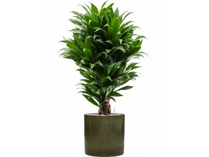40707 1 dracaena fragrans compacta v obalu cylinder substrat vulkastrat prumer 30 cm