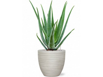 40722 1 aloe vera barbadensis v obalu baq angle substrat vulkastrat prumer 24 cm