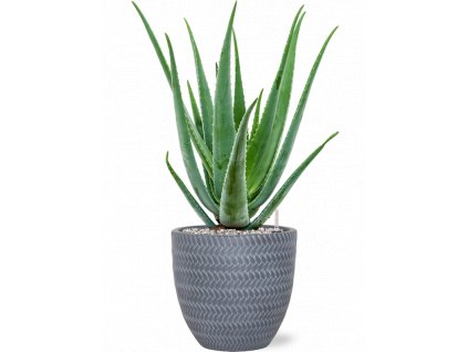 40725 1 aloe vera barbadensis v obalu baq angle substrat vulkastrat prumer 24 cm