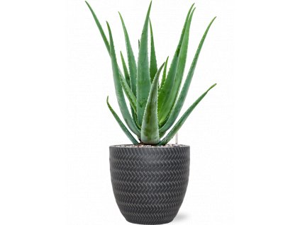 40728 1 aloe vera barbadensis v obalu baq angle substrat vulkastrat prumer 24 cm