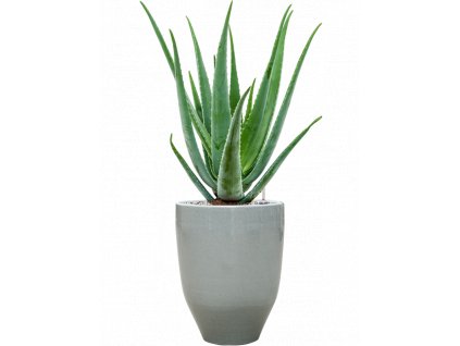 40731 1 aloe vera barbadensis v obalu one and only substrat vulkastrat prumer 25 cm