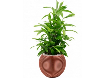 40734 1 dracaena surculosa v obalu capi nature groove special substrat vulkastrat prumer 29 cm