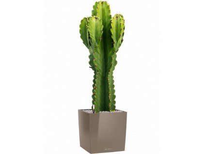 40791 1 euphorbia ingens v obalu lechuza cube premium substrat vulkastrat prumer 30 cm