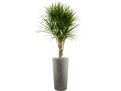 40800 1 dracaena marginata v obalu grigio substrat vulkastrat prumer 36 cm