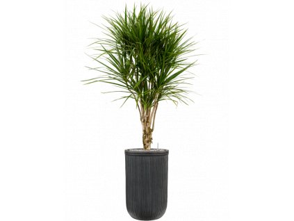 40809 1 dracaena marginata v obalu baq vertical rib substrat vulkastrat prumer 37 cm