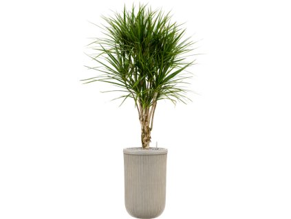 40812 1 dracaena marginata v obalu baq vertical rib substrat vulkastrat prumer 37 cm