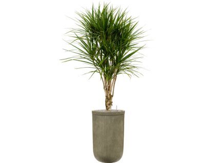 40815 1 dracaena marginata v obalu baq vertical rib substrat vulkastrat prumer 37 cm