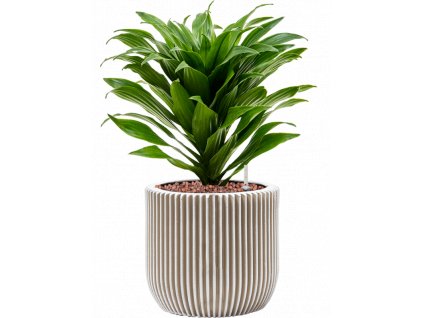 40818 1 dracaena fragrans compacta v obalu capi nature groove hydroponie prumer 17 cm