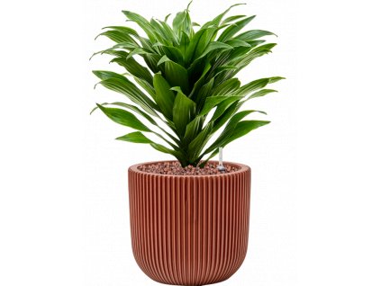 40821 1 dracaena fragrans compacta v obalu capi nature groove special hydroponie prumer 17 cm