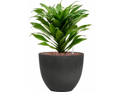 40839 1 dracaena fragrans compacta v obalu refined hydroponie prumer 18 cm