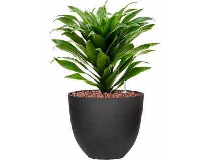 40845 1 dracaena fragrans compacta v obalu refined hydroponie prumer 18 cm