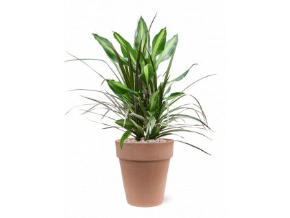 40857 1 dracaena combo v obalu terra cotta substrat vulkastrat prumer 26 cm