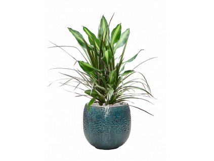 40866 1 dracaena combo v obalu marly substrat vulkastrat prumer 30 cm