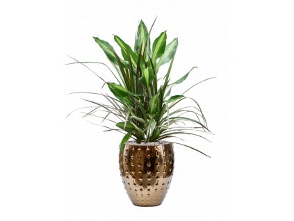 40869 1 dracaena combo v obalu laos mini substrat vulkastrat prumer 25 cm