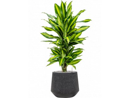 40890 1 dracaena fragrans cintho v obalu baq raindrop substrat vulkastrat prumer 30 cm