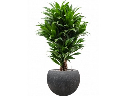 40908 1 dracaena fragrans compacta v obalu baq raindrop substrat vulkastrat prumer 42 cm