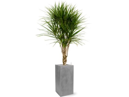 40929 1 dracaena marginata v obalu fiberstone substrat vulkastrat prumer 30 cm