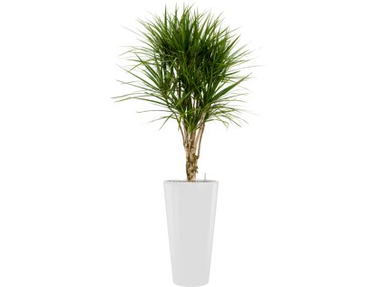 40932 1 dracaena marginata v obalu runner substrat vulkastrat prumer 37 cm