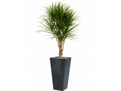 40938 1 dracaena marginata v obalu runner substrat vulkastrat prumer 35 cm
